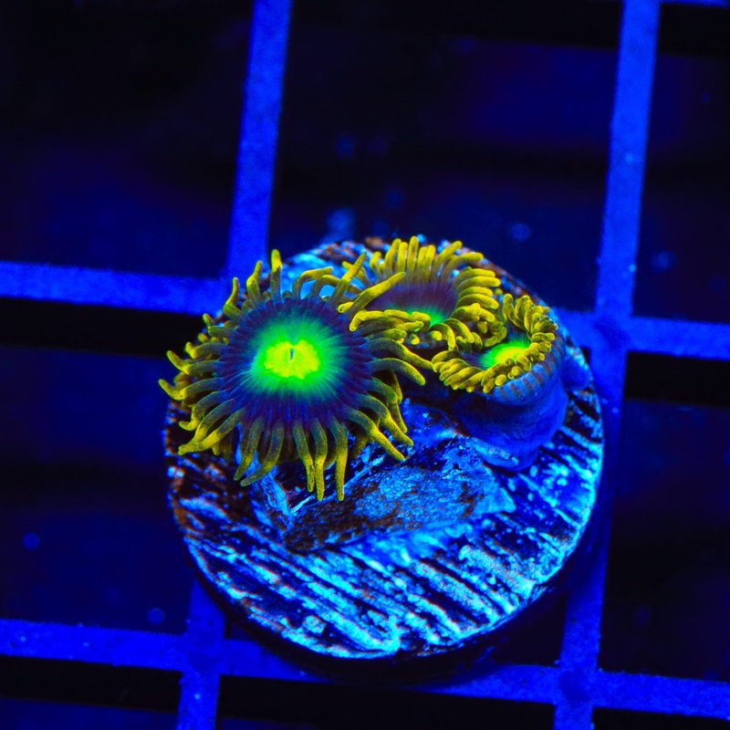 Radioactive Dragon Eye Zoanthids Coral