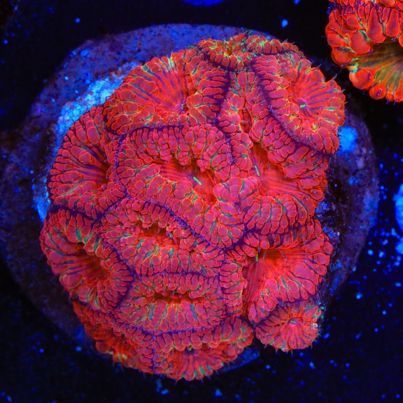 Rainbow Blastomussa Coral