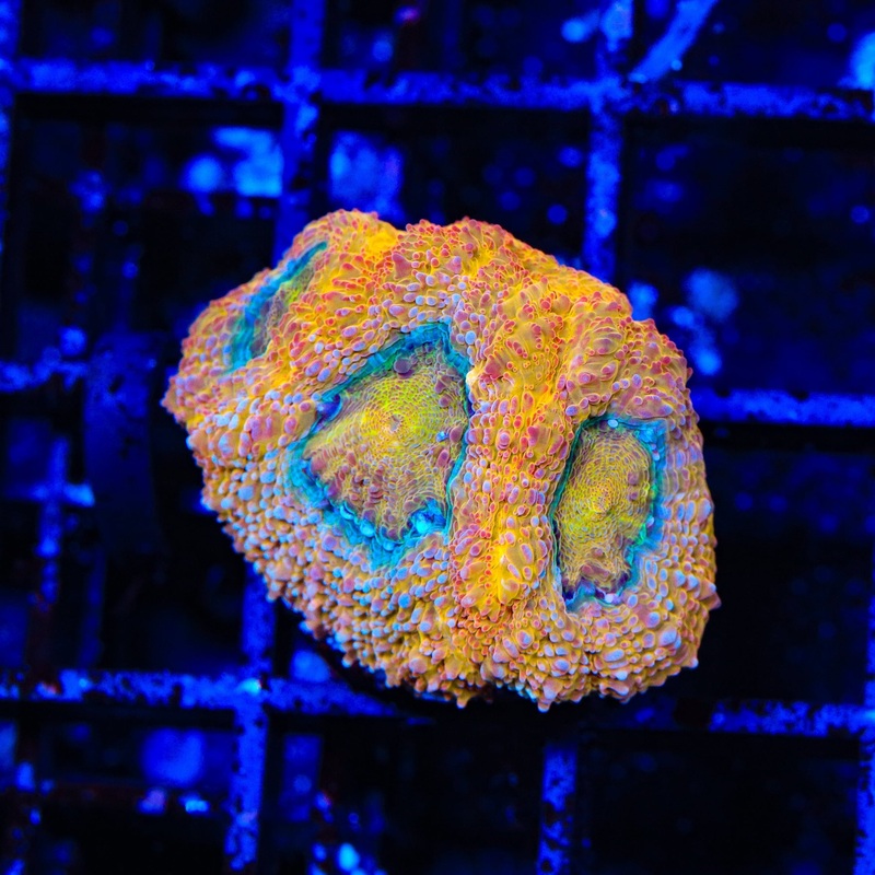 Rainbow Bowerbankii Coral