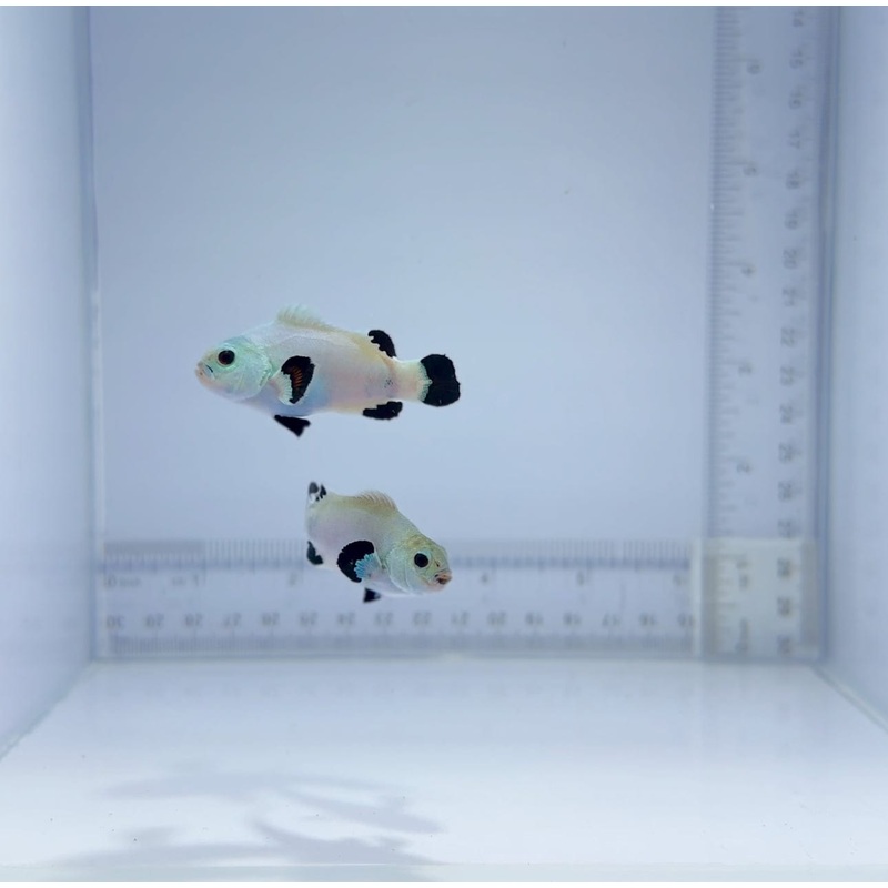 Snow Storm Clownfish Pair