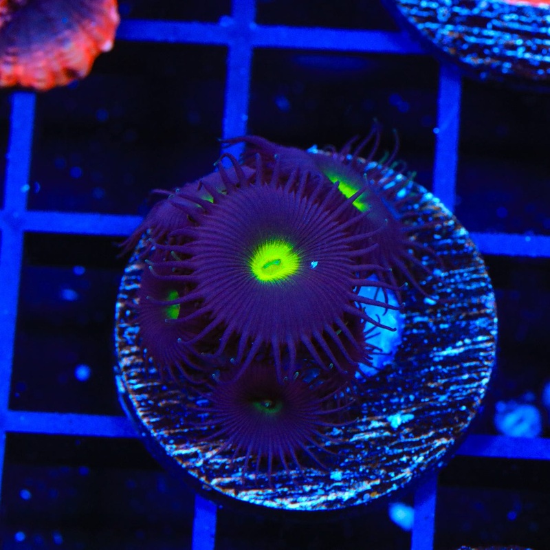 Sour Blueberry Zoanthids Coral