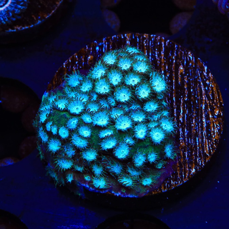 Spearmint Cyphastrea Coral