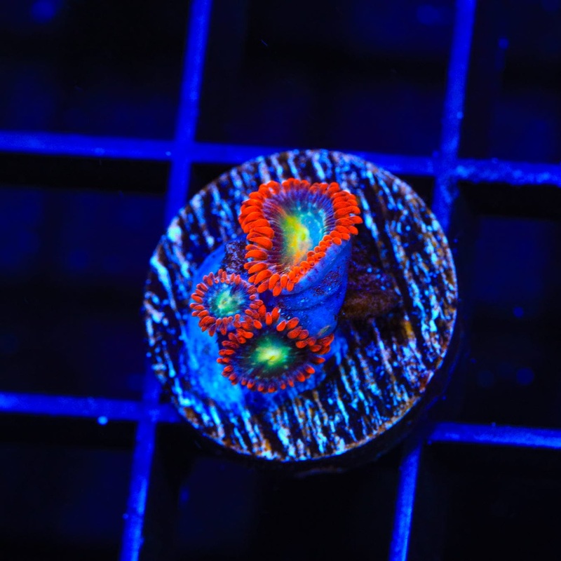 Star Foxx Zoanthids Coral