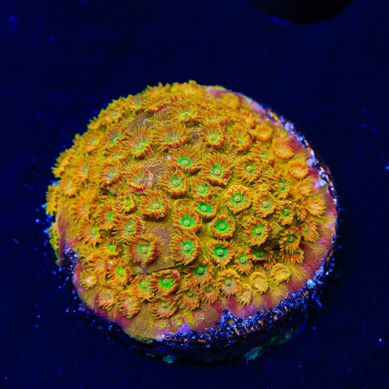 TSA Banana Boat Cyphastrea Coral