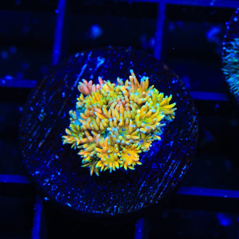 TSA Banana Pie Goniopora Coral