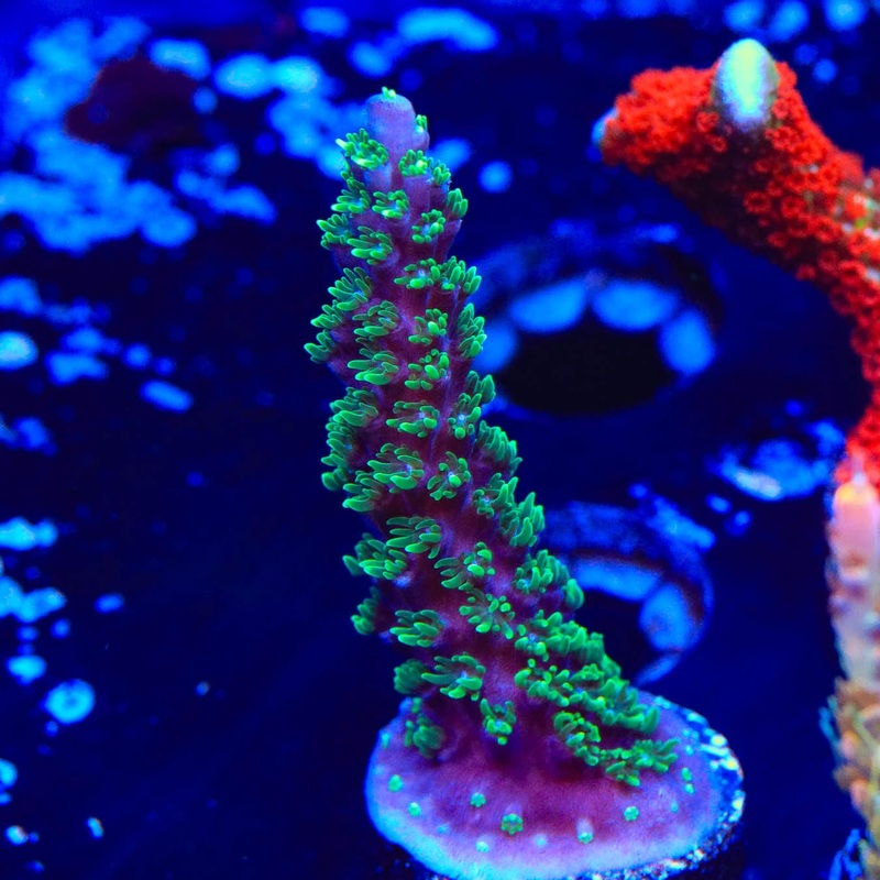 TSA Candlelight Acropora Coral
