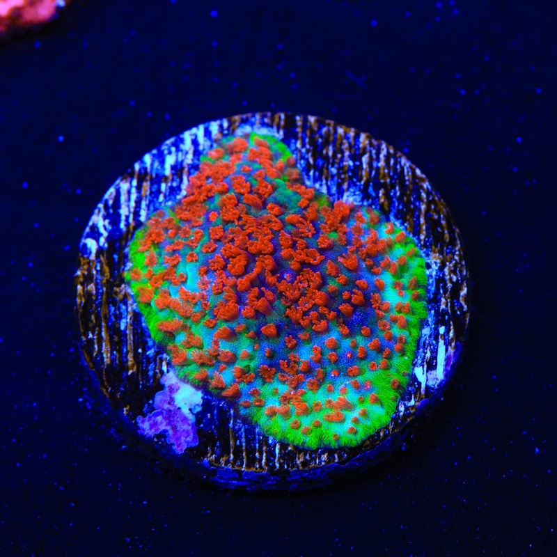 TSA Chilli Pepper Montipora Coral