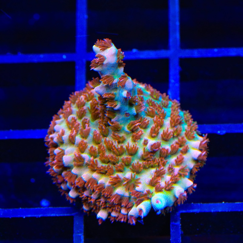 TSA Colt 45 Acropora Coral