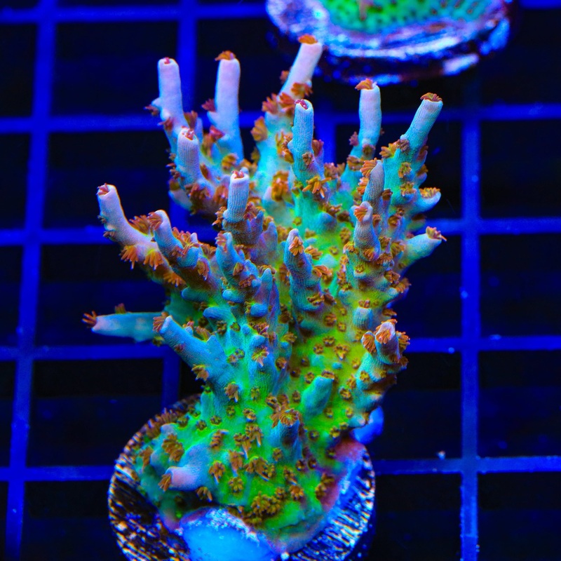 TSA Colt 45 Acropora XL Frag Coral