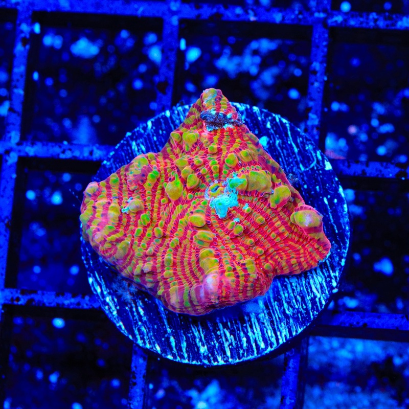 TSA Convicted Clown Chalice Coral