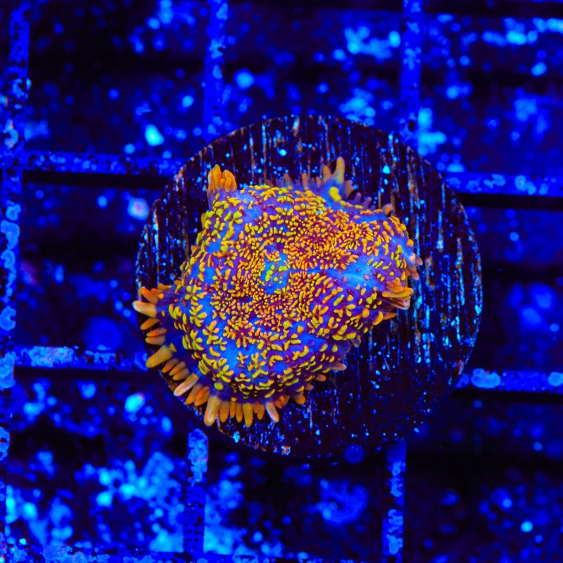 TSA Crackle Pop Rhodactis Mushroom Coral