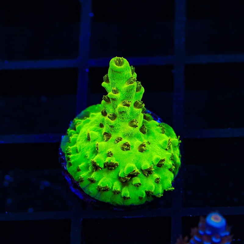 TSA High Beam Acropora Coral