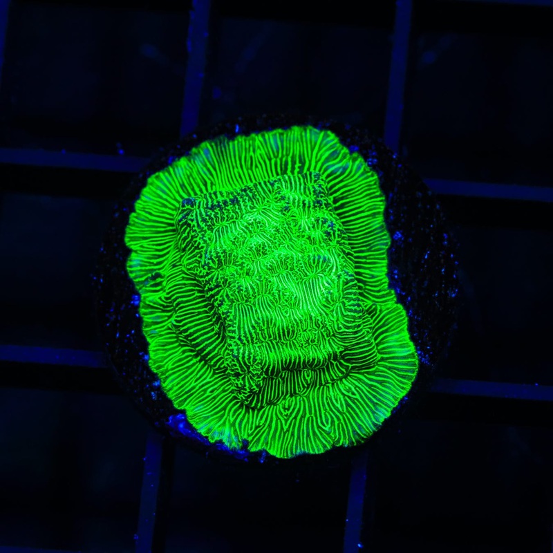 TSA Hulk Leptoseris Coral