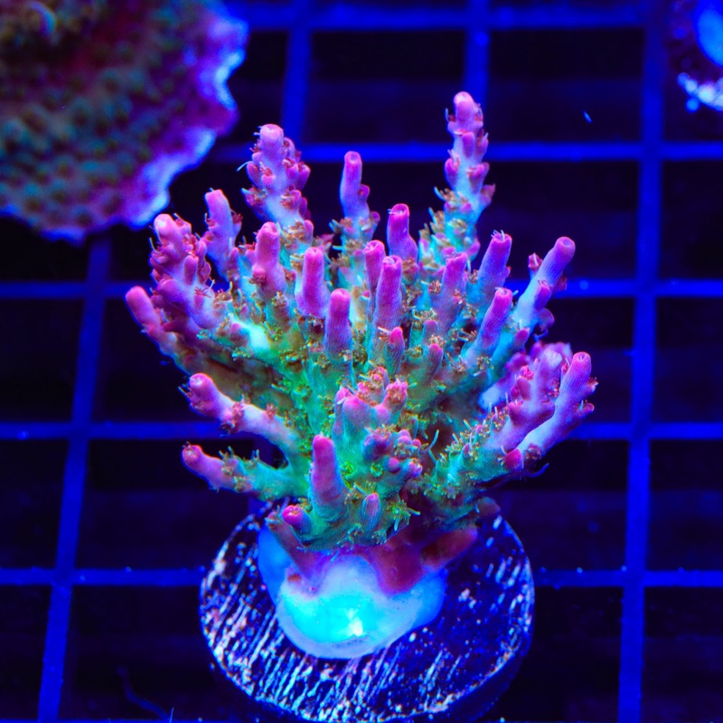 TSA Lavender Haze Acropora XL Frag Coral