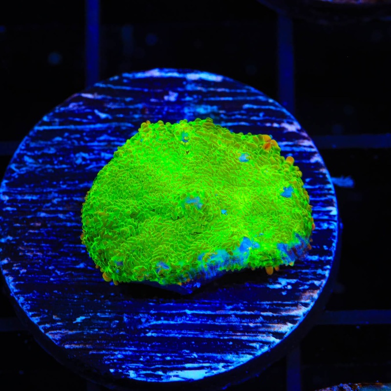 TSA Malibu Rhodactis Mushroom Coral