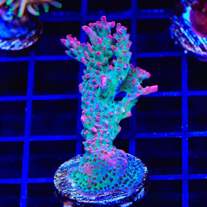 TSA Victoria Secret Acropora XL Frag Coral
