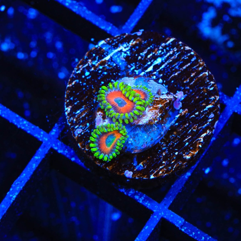 ECC Eagle Eye Zoanthids Coral