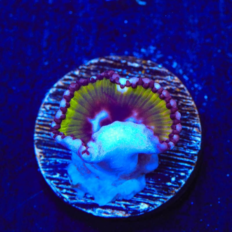 Green Grande Palythoas Coral