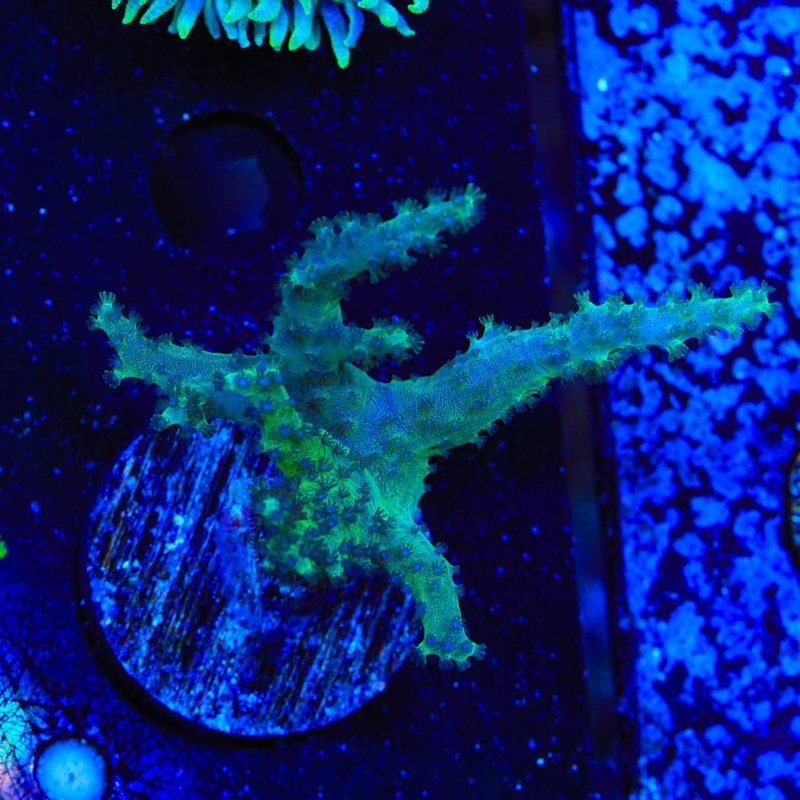 Green Leather Coral