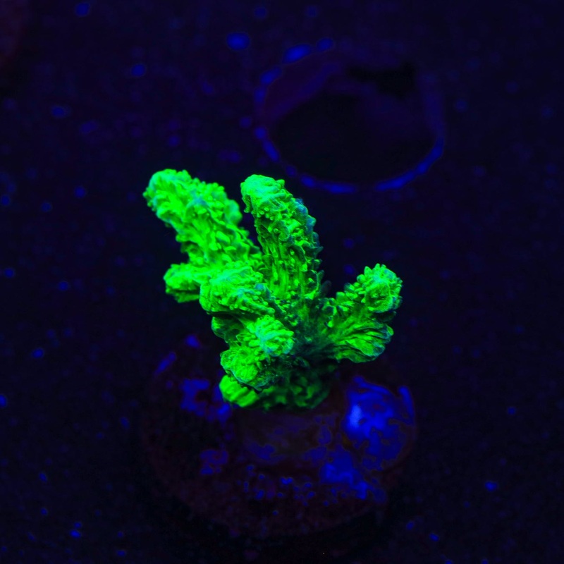 Neon Green Branching Hydnophora Coral