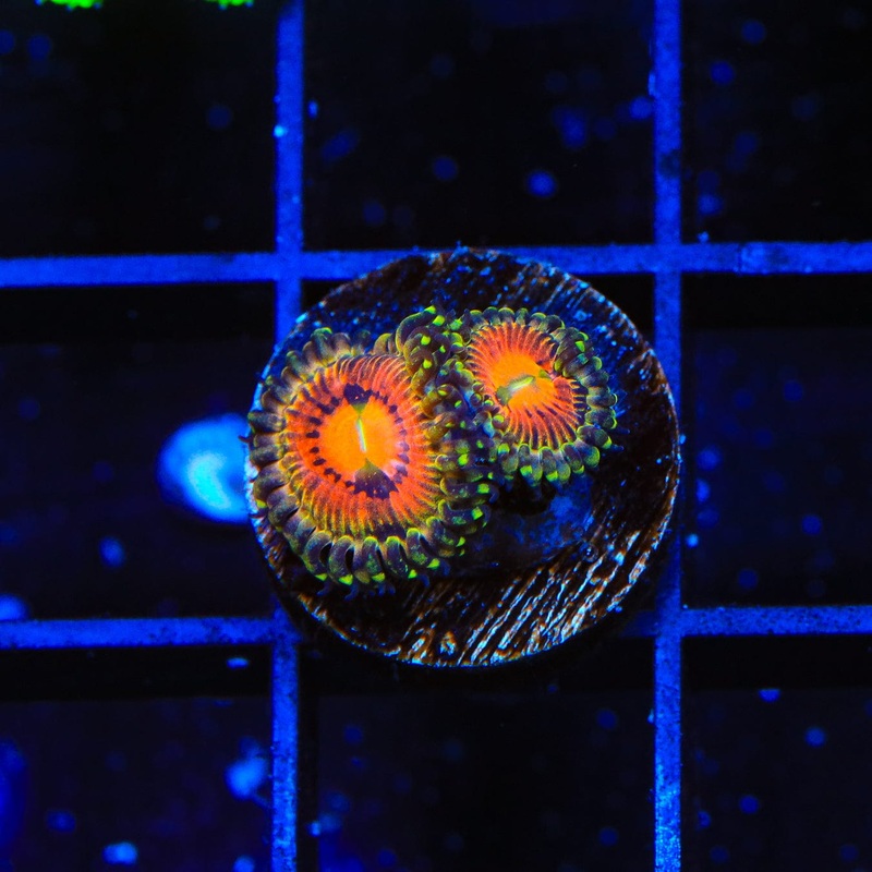 Rainbow Incenerator Zoanthids Coral