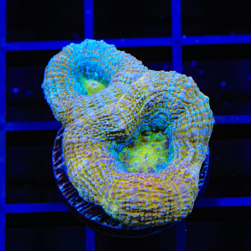 Rainbow Lobophyllia Coral