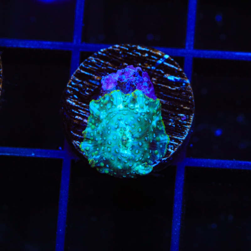 Spearmint Mushroom Coral
