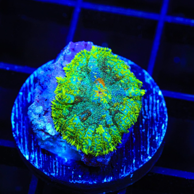 Swamp Land Rhodactis Mushroom Coral