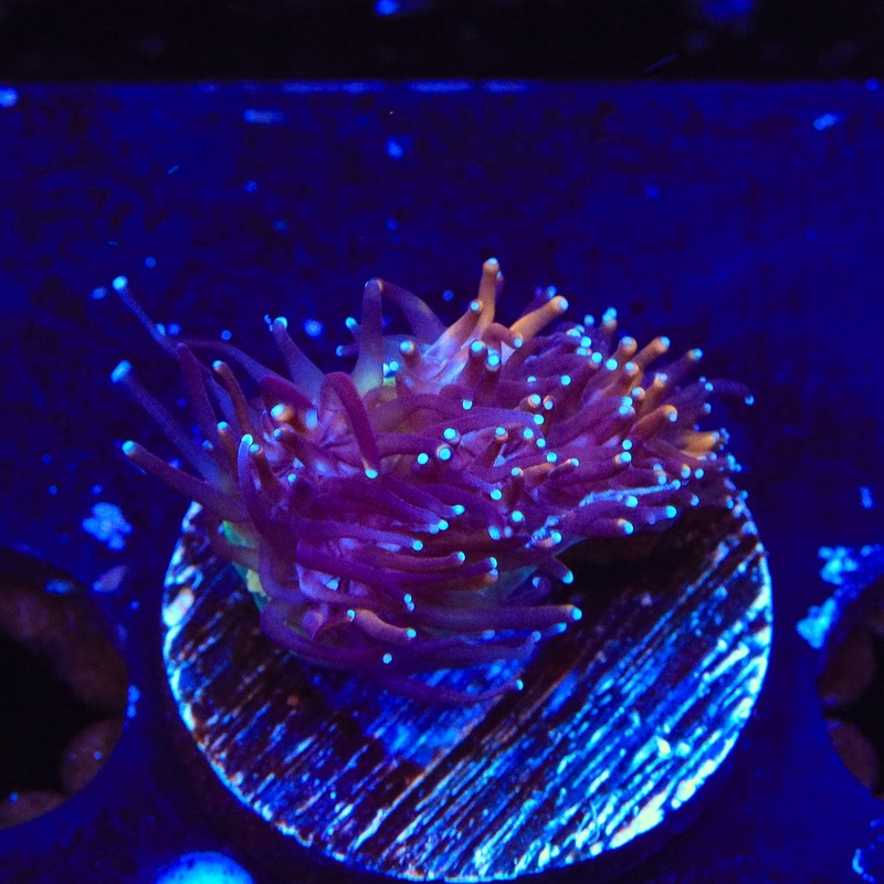 TSA Battlestar Galaxea Coral