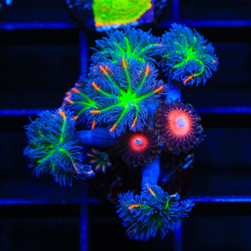 TSA Candied Pumpkin Clove Polyp and Combo Zoanthids Coral