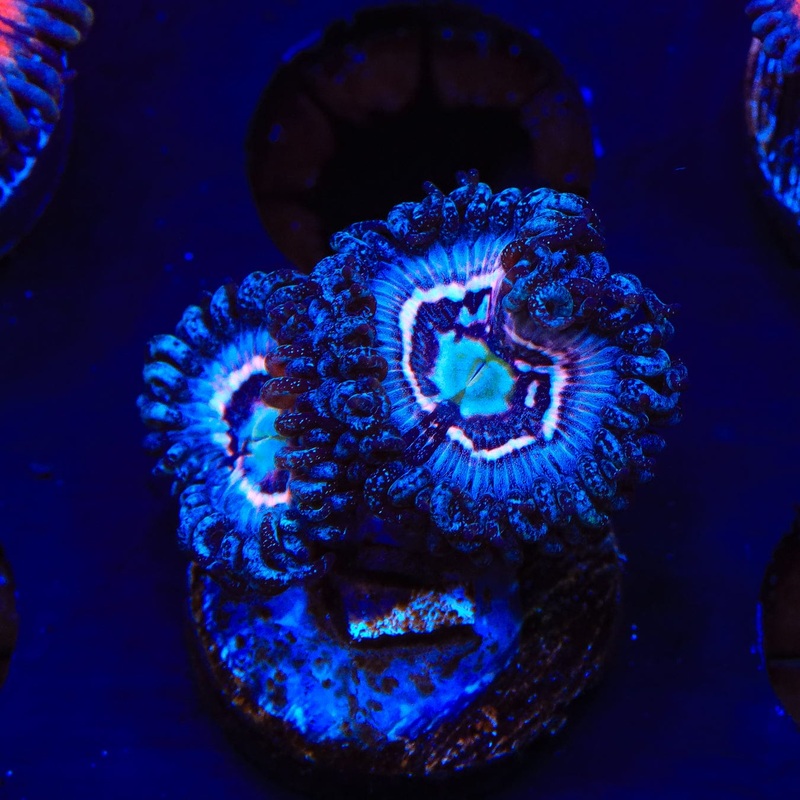 TSA Helter Skelter Zoanthids Coral