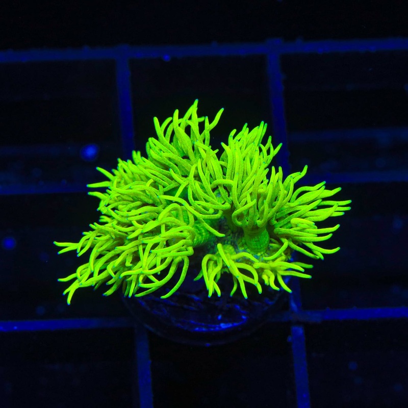TSA Highlighter Goniopora Coral