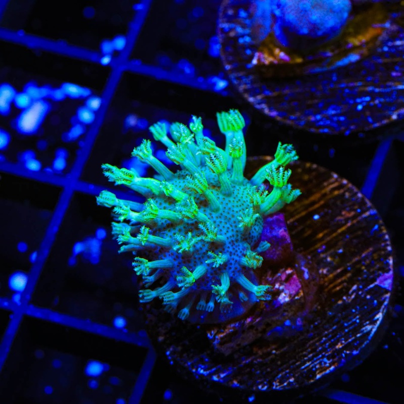 Green Long Polyp Toadstool Coral