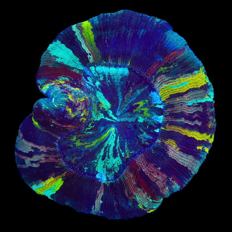 Insane Rainbow Rainbow Trachyphyllia Coral