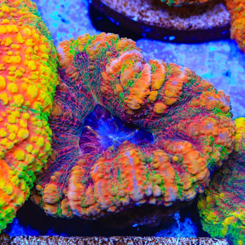 Rainbow Button 1" - 2" Scolymia Coral