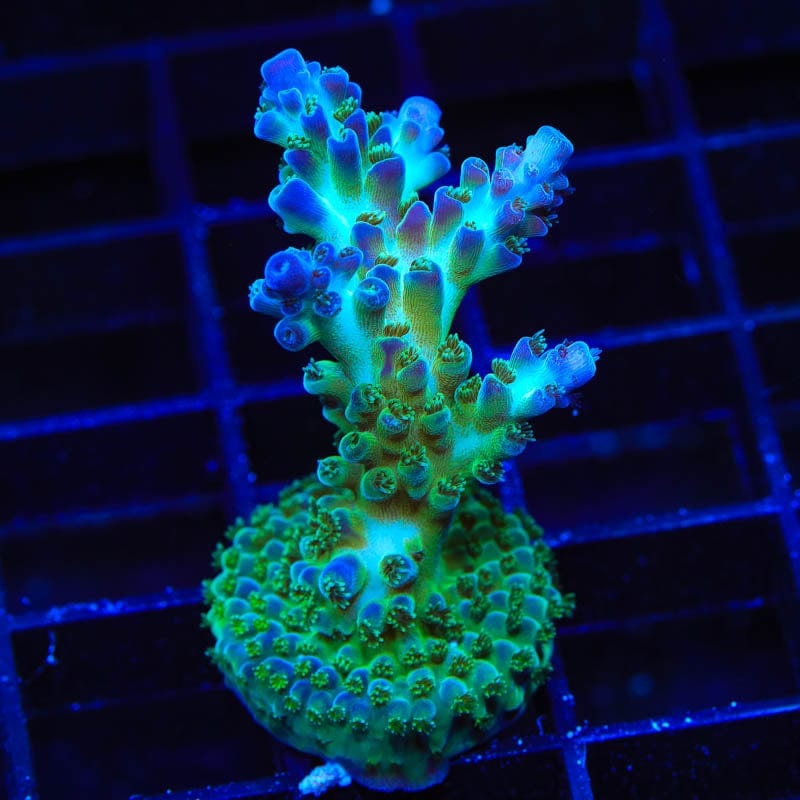 TSA Arctic Jade XXL Coral