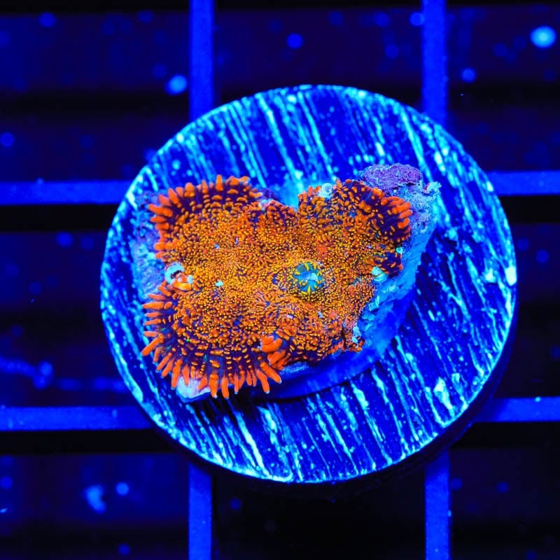TSA Atomic Glow Rhodactis Mushroom Coral