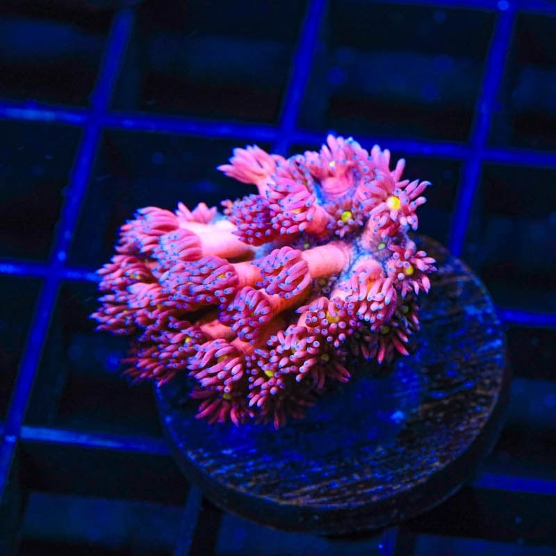 TSA Barbie World Goniopora Coral