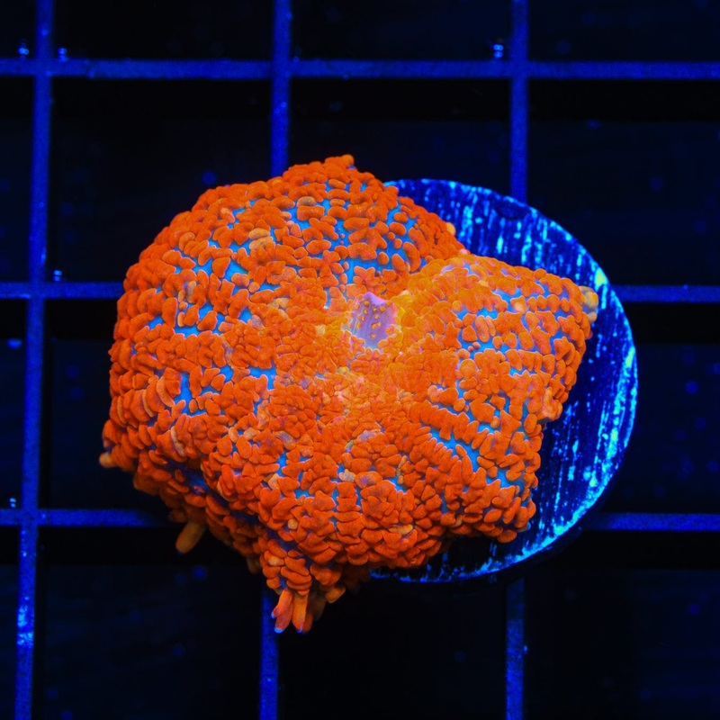TSA Beam Blaster Rhodactis Mushroom Coral