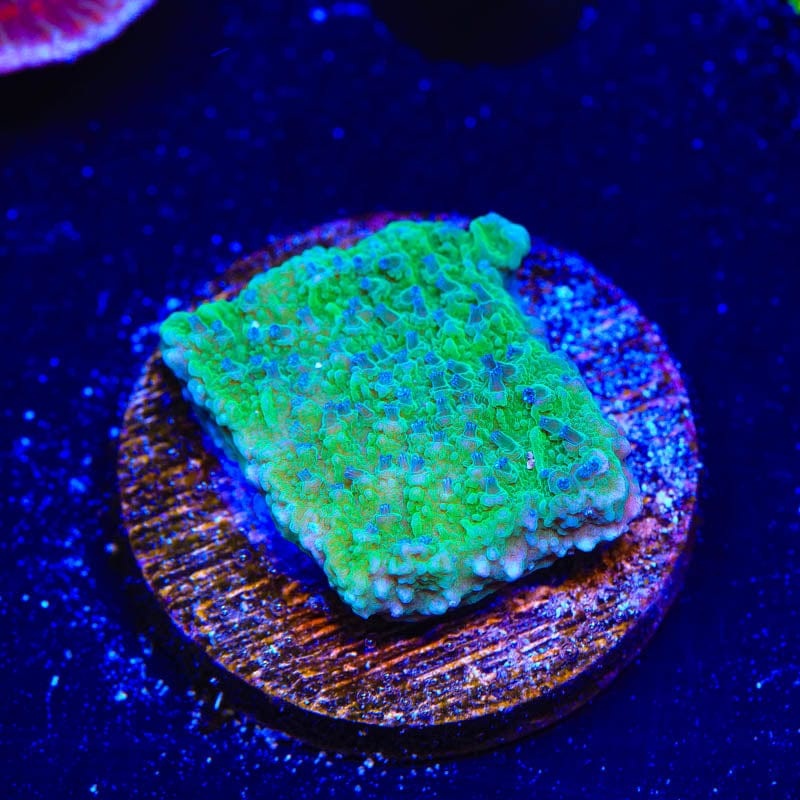 TSA Blueberry Fields Montipora Cap Coral