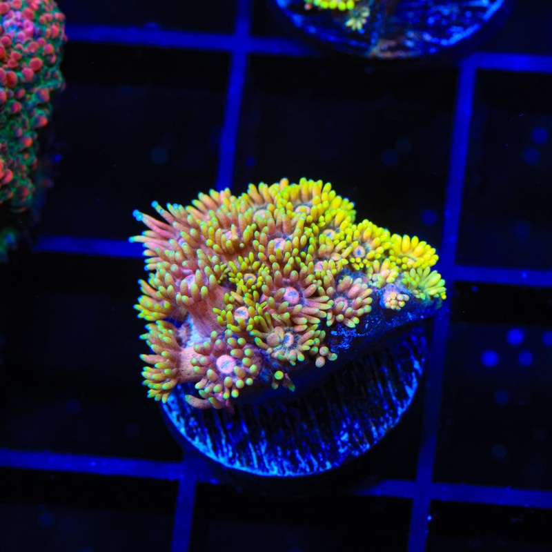 TSA Cotton Candy Goniopora Coral