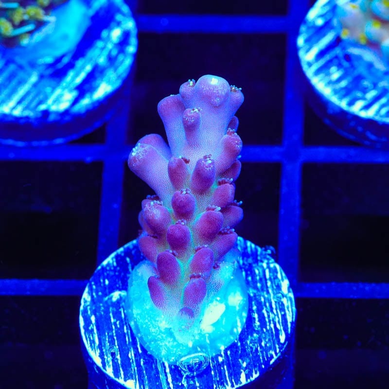 TSA Count Dracula Acropora Coral