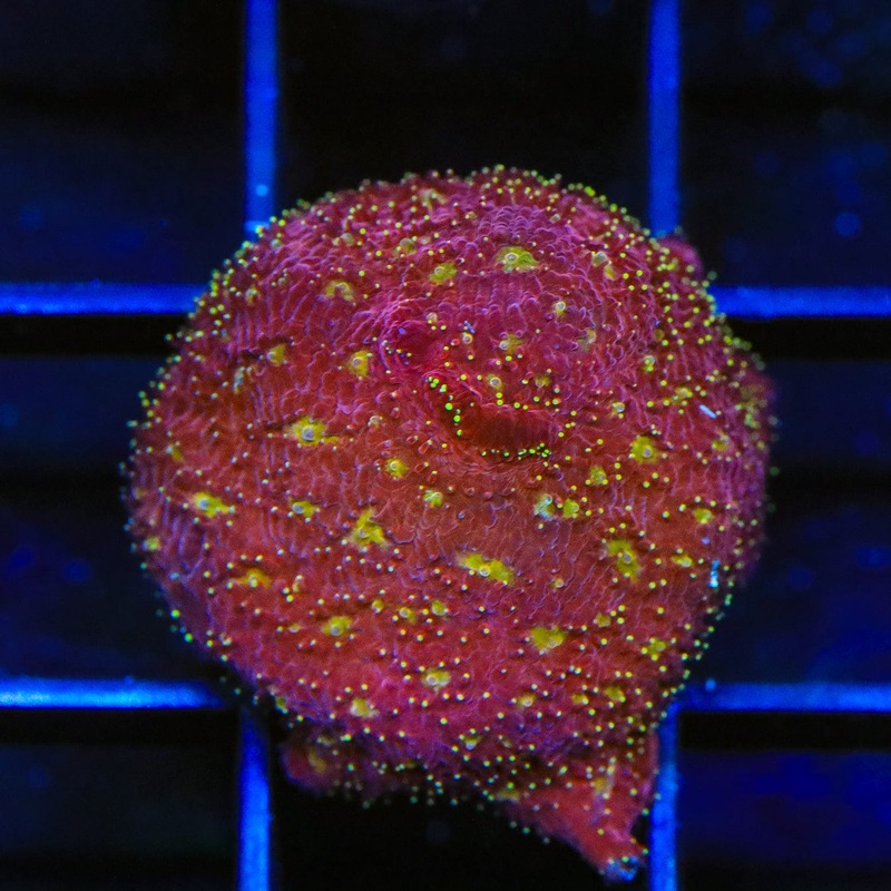 TSA Crazy 8 Pavona Coral