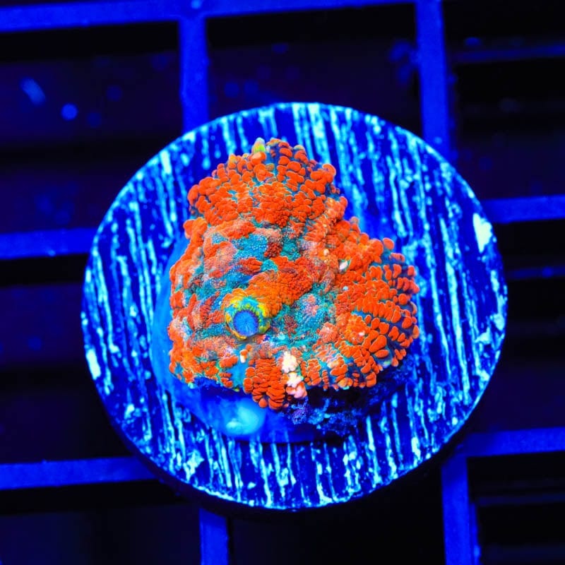 TSA Crazy Blast Rhodactis Mushroom Coral