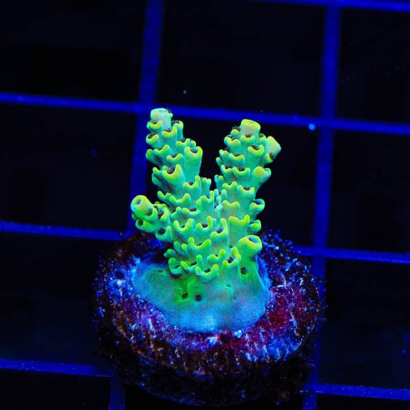 TSA Harold Ramis Acropora Coral