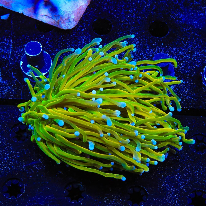TSA Holy Grail 2 Heads Torch Coral