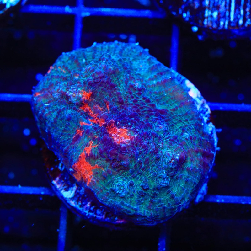 TSA Moon Landing Chalice Coral