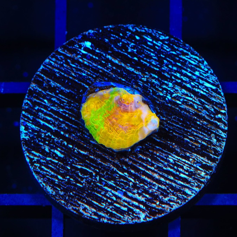 TSA Neon Lights Chalice Coral