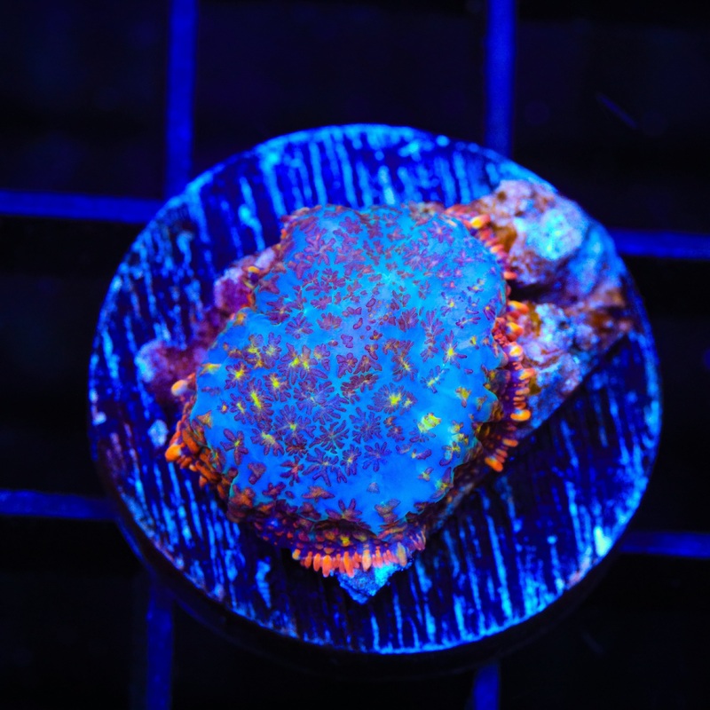 TSA Saturn's Ring Rhodactis Mushroom Coral