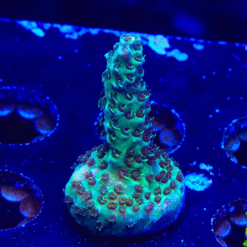 TSA See Ya Acropora Coral